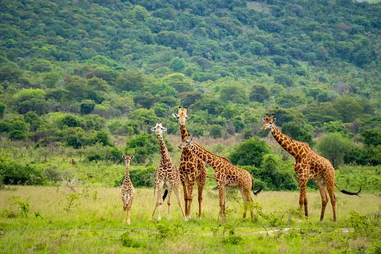 Akagera National Park